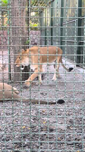 عکس باغ وحش وکیل آباد