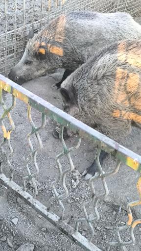 عکس باغ وحش وکیل آباد