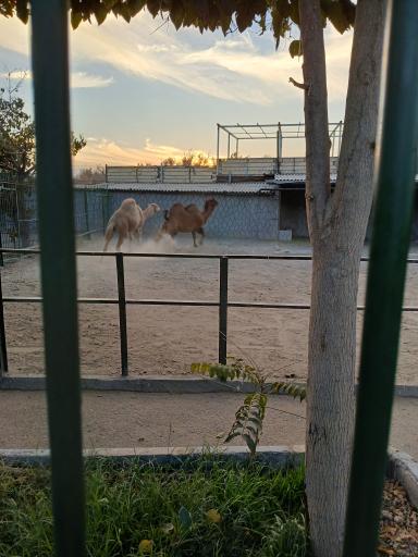 عکس باغ وحش وکیل آباد