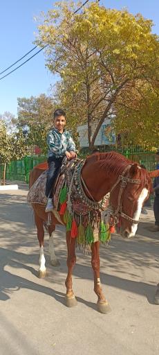 عکس باغ وحش وکیل آباد