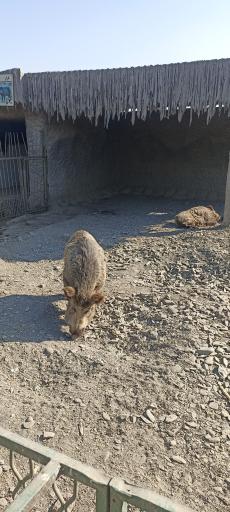 عکس باغ وحش وکیل آباد