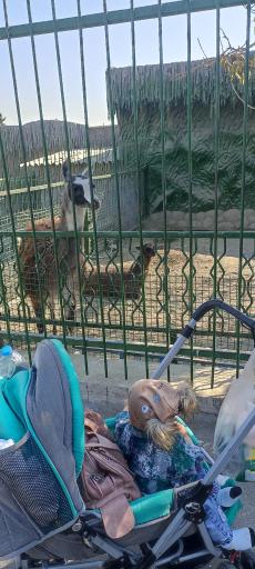 عکس باغ وحش وکیل آباد