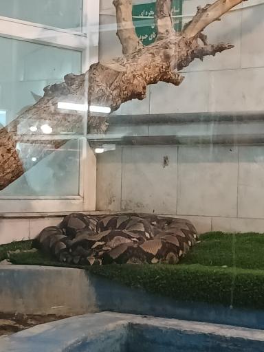 عکس باغ وحش وکیل آباد