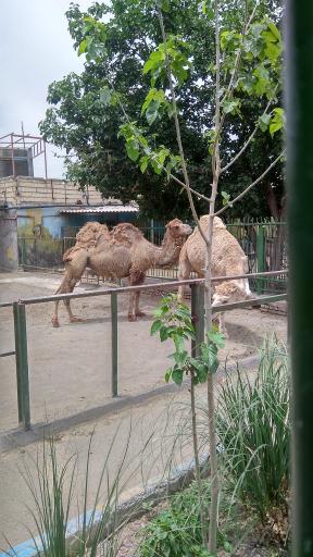 عکس باغ وحش وکیل آباد