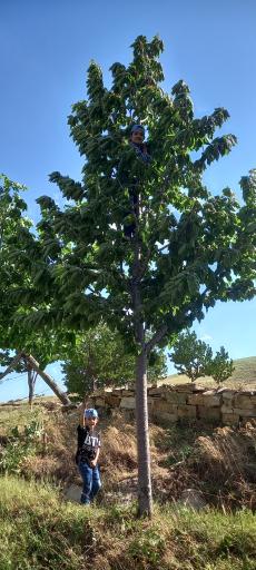 عکس پارک ملت