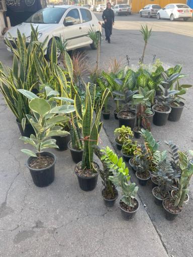 عکس گل فروشی صالحی