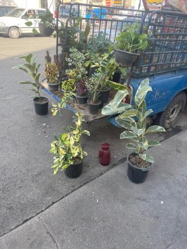 عکس گل فروشی صالحی