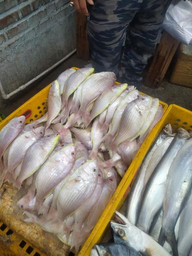 عکس بازار ماهی فروش ها