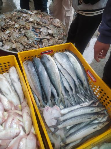 عکس بازار ماهی فروش ها