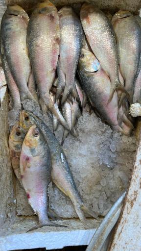 عکس بازار ماهی فروش ها