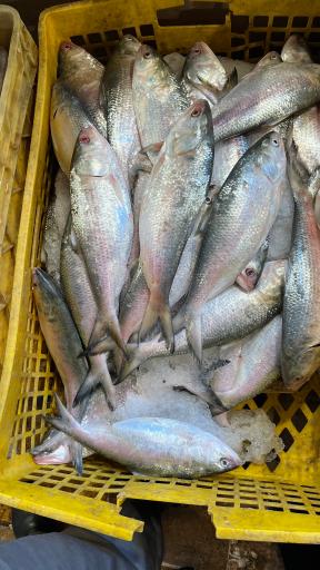 عکس بازار ماهی فروش ها