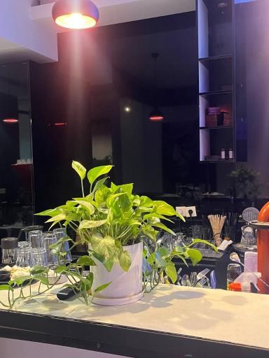 کافه آلوارس