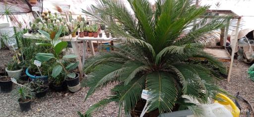 عکس گلخانه توفیق 