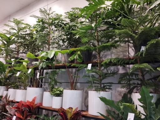 عکس کاملیا گل