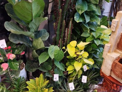 عکس کاملیا گل