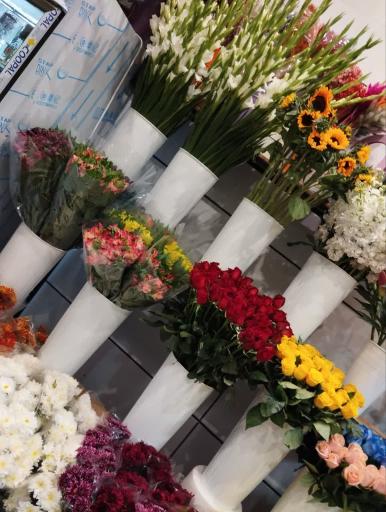 عکس کاملیا گل