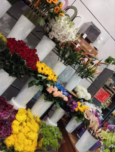 عکس کاملیا گل