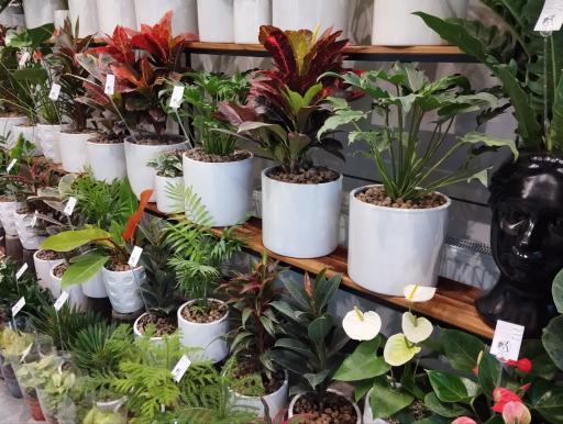 عکس کاملیا گل