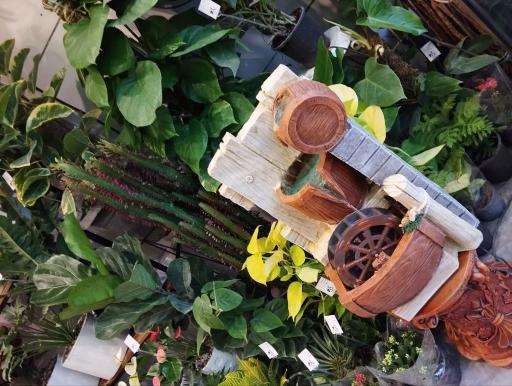 عکس کاملیا گل