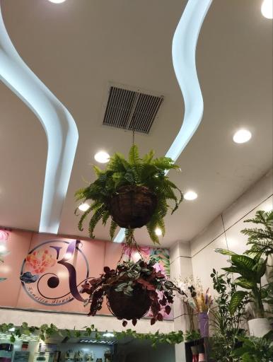 عکس کاملیا گل