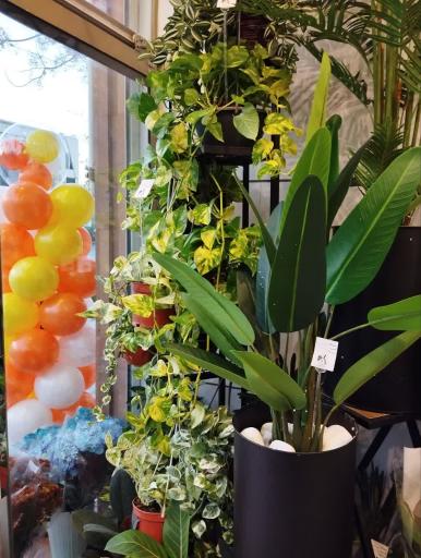 عکس کاملیا گل