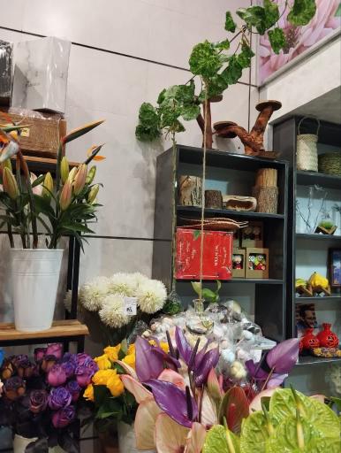 عکس کاملیا گل