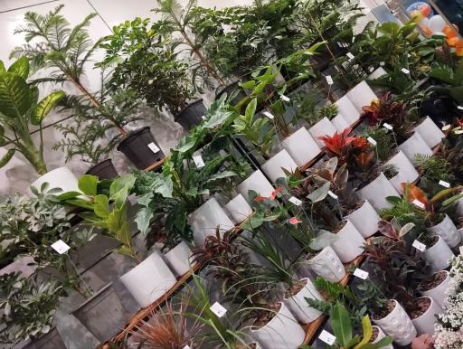 عکس کاملیا گل