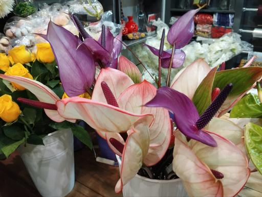 عکس کاملیا گل