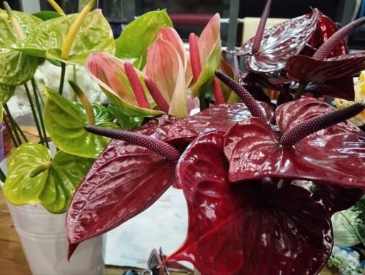 عکس کاملیا گل