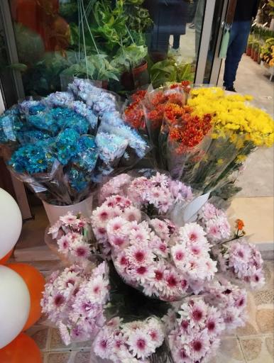 عکس کاملیا گل