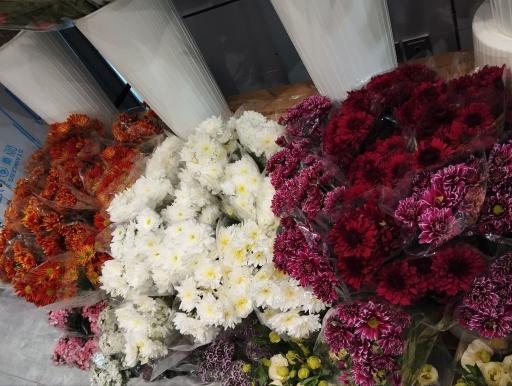 عکس کاملیا گل