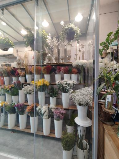 عکس کاملیا گل