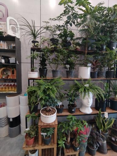 عکس کاملیا گل