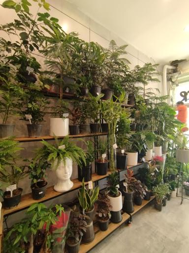 عکس کاملیا گل