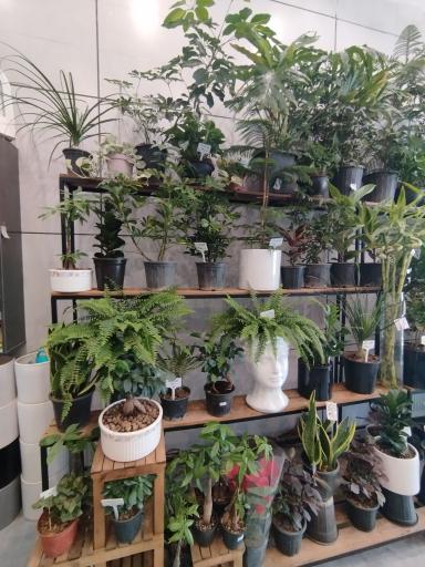 عکس کاملیا گل