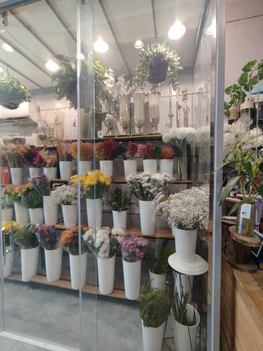 عکس کاملیا گل