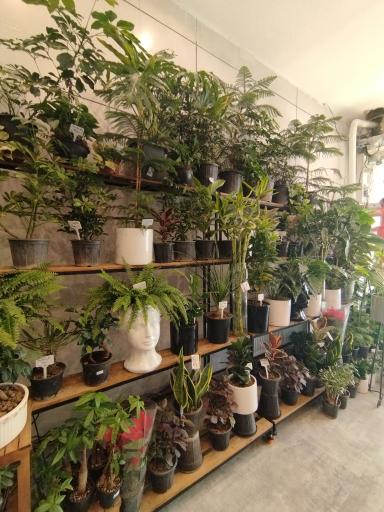 عکس کاملیا گل