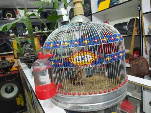 عکس پرنده فروشی و لوازم نگهداری پرنده محمد