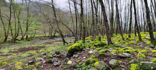 عکس پارک جنگلی خرما (خرما سیسکوه)