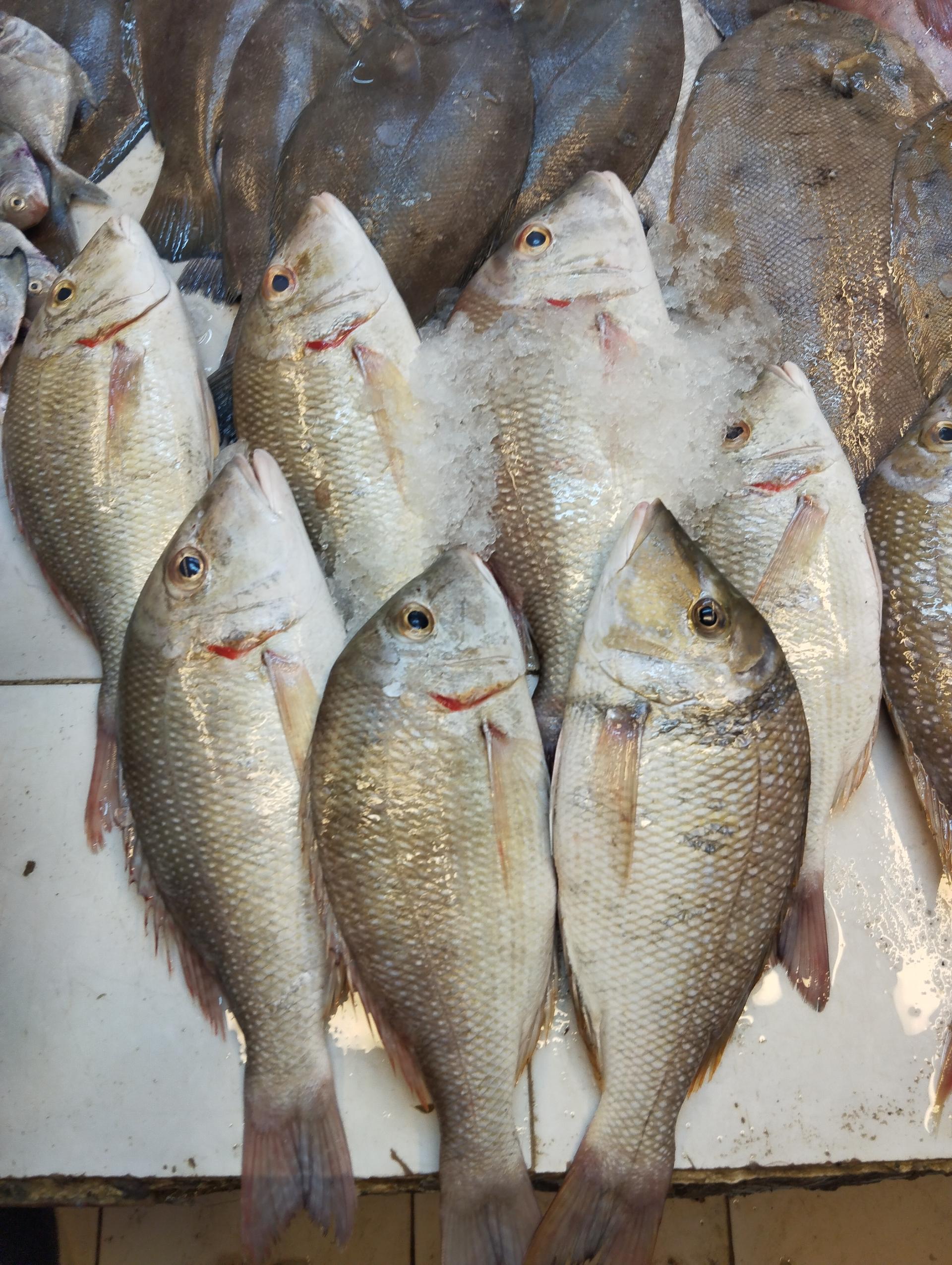 عکس بازار ماهی و میگو فروشان هلر 