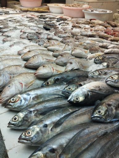 عکس بازار ماهی و میگو فروشان هلر 