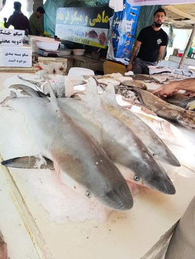 عکس بازار ماهی و میگو فروشان هلر 