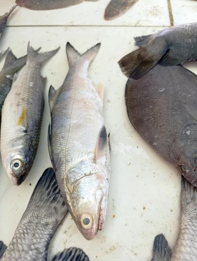 عکس بازار ماهی و میگو فروشان هلر 