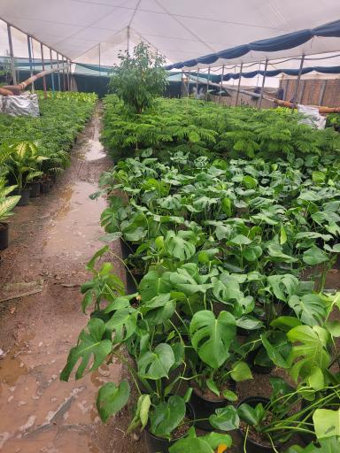 عکس مزرعه حامی گل