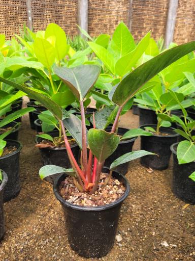 عکس مزرعه حامی گل