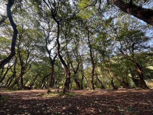 عکس پارک جنگلی خرما (خرما سیسکوه)