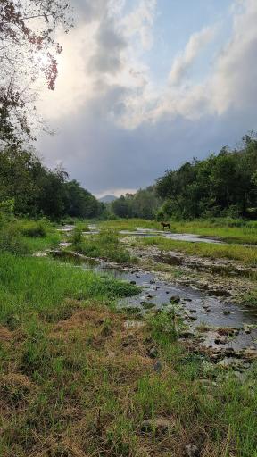 عکس پارک جنگلی خرما (خرما سیسکوه)