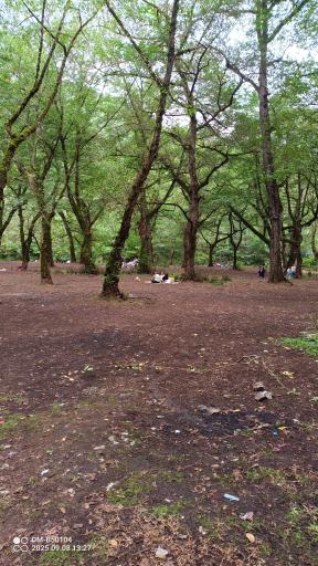 عکس پارک جنگلی خرما (خرما سیسکوه)