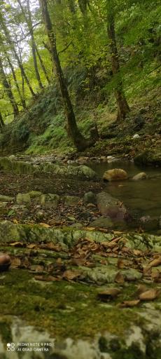 عکس پارک جنگلی خرما (خرما سیسکوه)