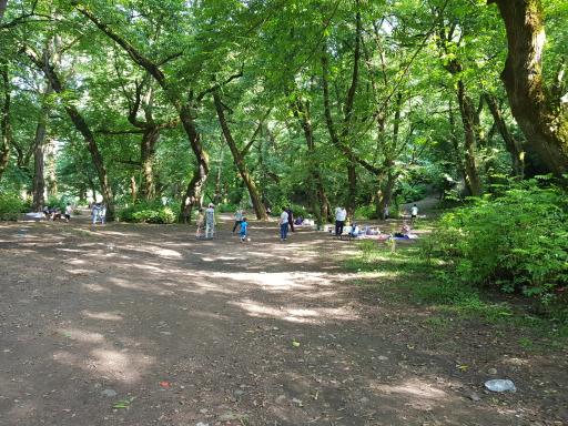 عکس پارک جنگلی خرما (خرما سیسکوه)